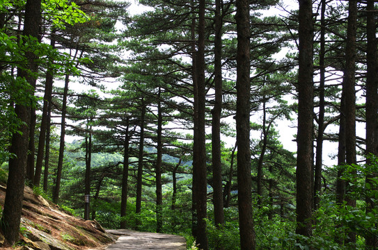 黃山松林山路