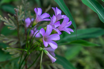 幸運(yùn)花