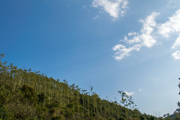 樹林藍天