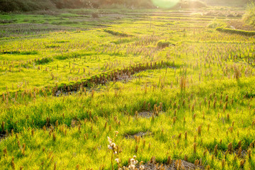 田園田野