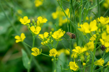 蜜蜂