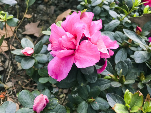 杜鵑花