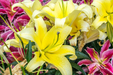 百合花