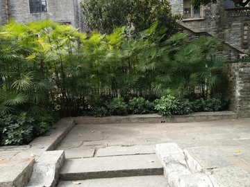 沼地棕