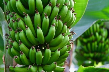 香蕉
