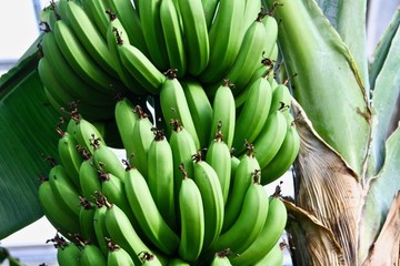 香蕉