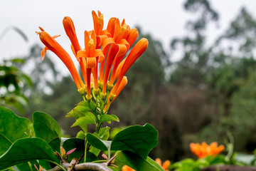炮仗花