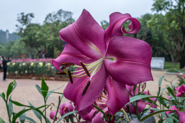 百合花