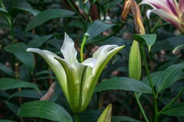 百合花