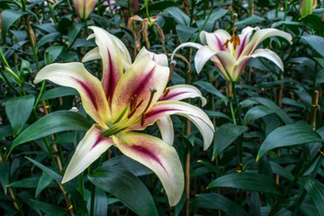 百合花