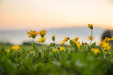 小黃花