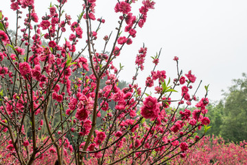 桃花
