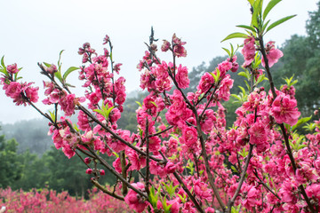 桃花源