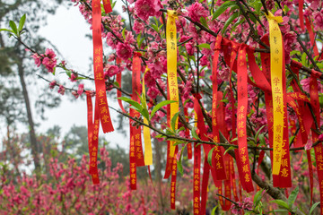 桃花運(yùn)