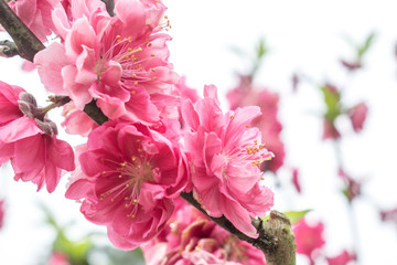 桃花盛開(kāi)