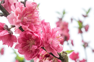 桃花