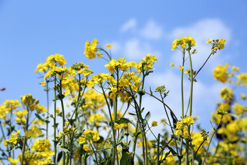 油菜花
