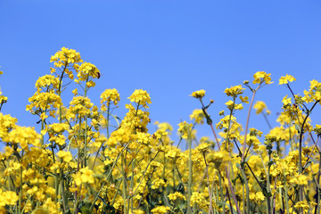 油菜花