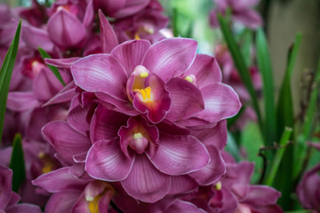 蘭花