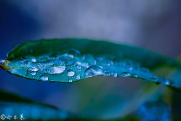 竹葉露水