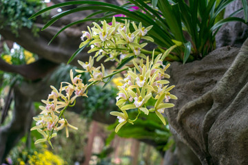 蘭花