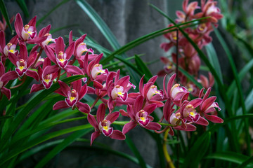 蘭花