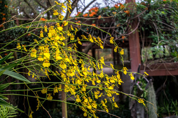 蘭花