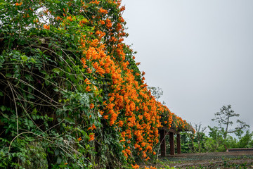炮仗花