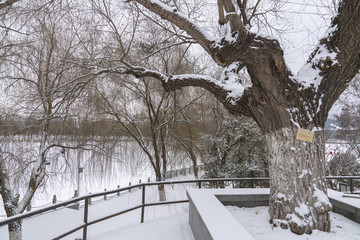 樹枝雪景