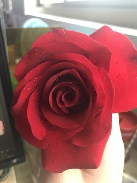 玫瑰
