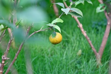 柑橘