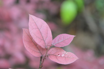 樹葉