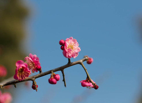 梅花