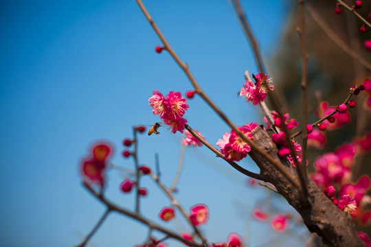 梅花