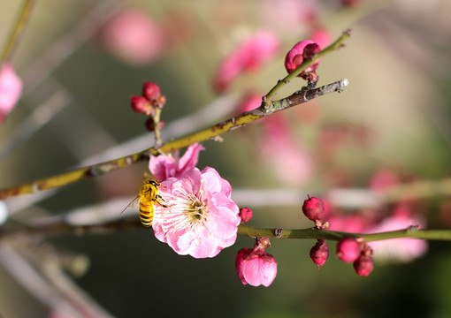 梅花