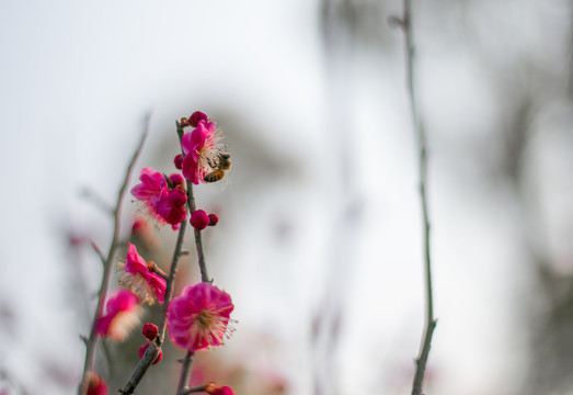 梅花