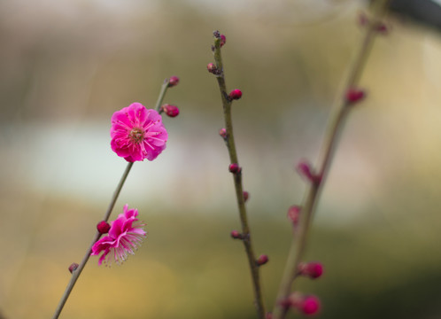 梅花
