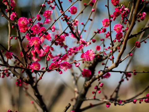 梅花