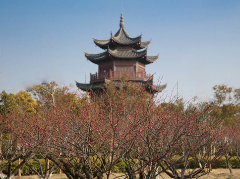 格花