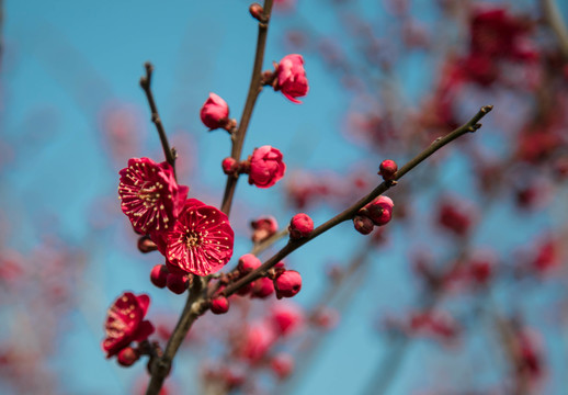 梅花
