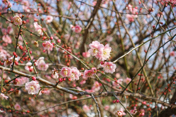 梅花