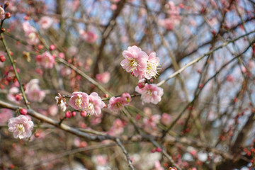 梅花