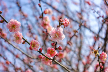 梅花