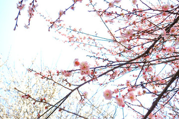 梅花