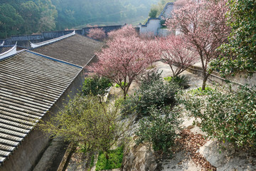 林陽(yáng)寺梅林