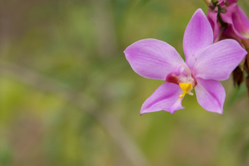 蘭花