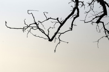 樹枝