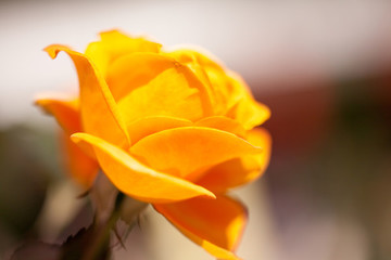 月季花特寫