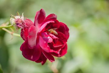 月季花特寫
