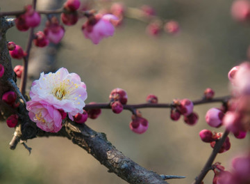 梅花